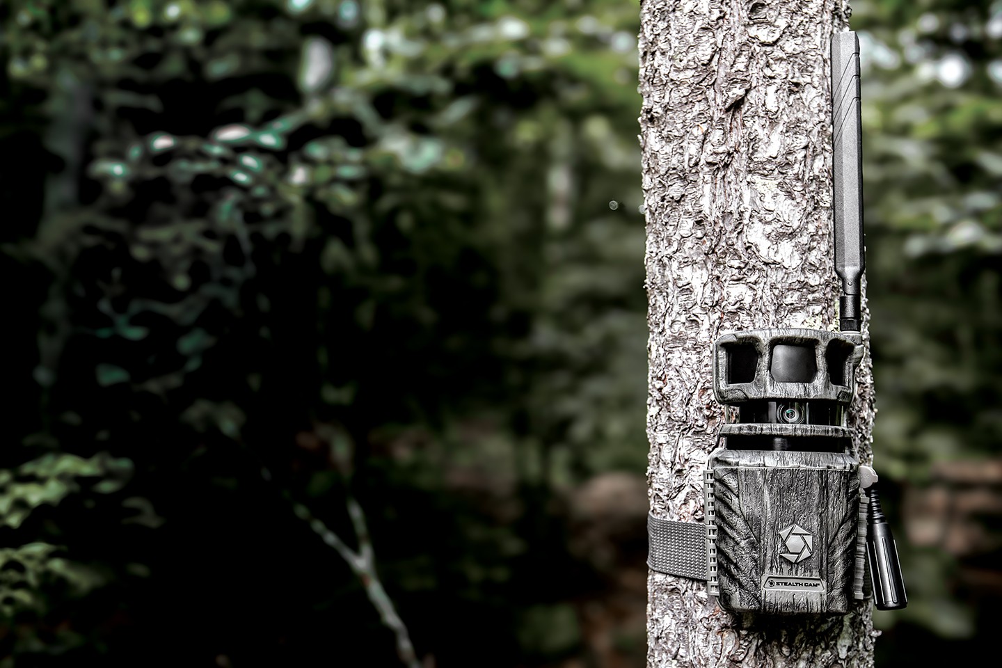 Stealth cam trail camera mounted on a tree in outdoor setting