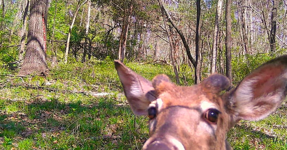 deer looking into a trail cam